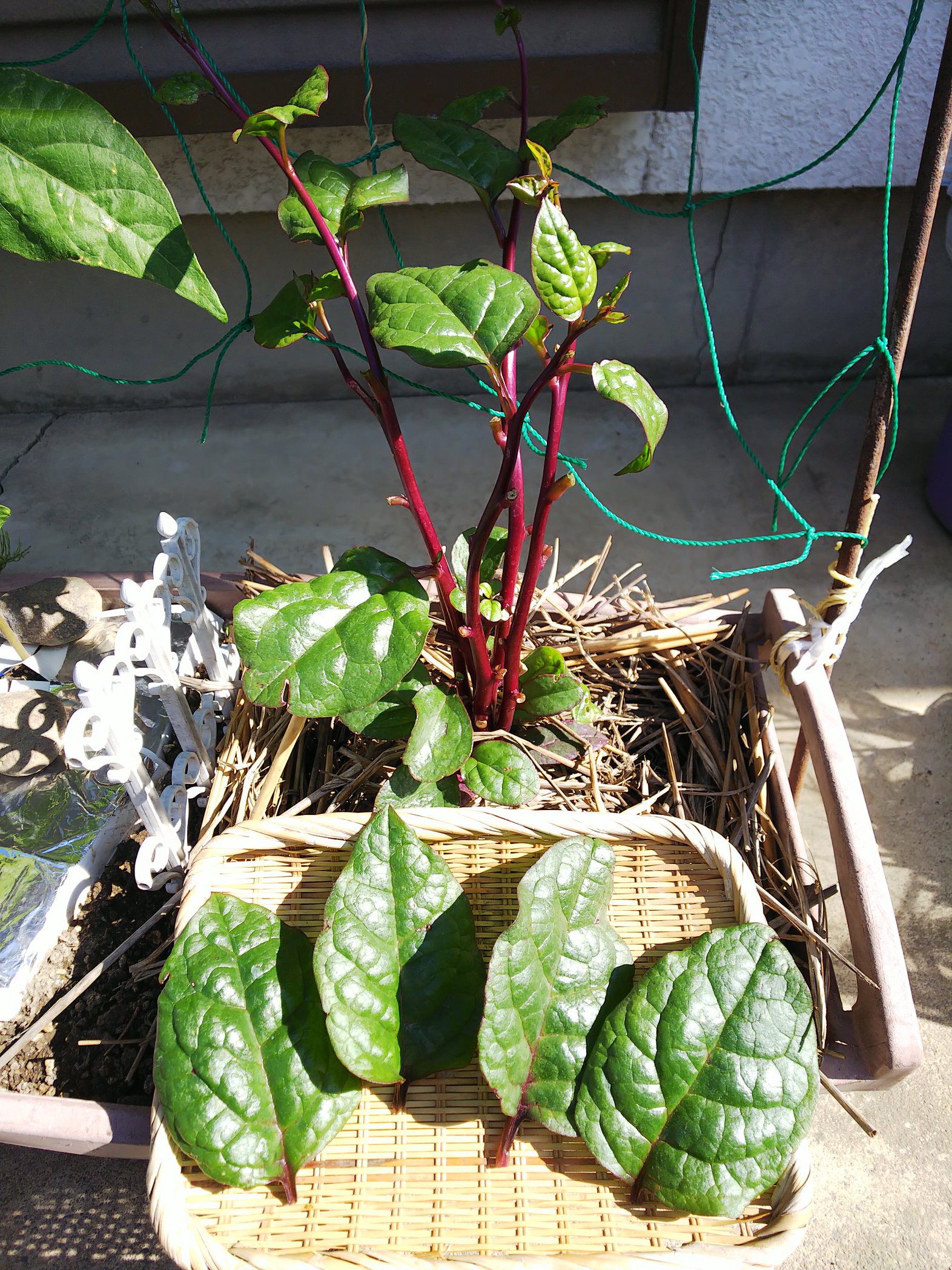 信州発 家庭菜園 Q S Natural Garden つるむらさき の天ぷらにハマッてしまった 天ぷら プランター栽培 緑のカーテン 収穫 T Co Nbyfgqloua Twitter