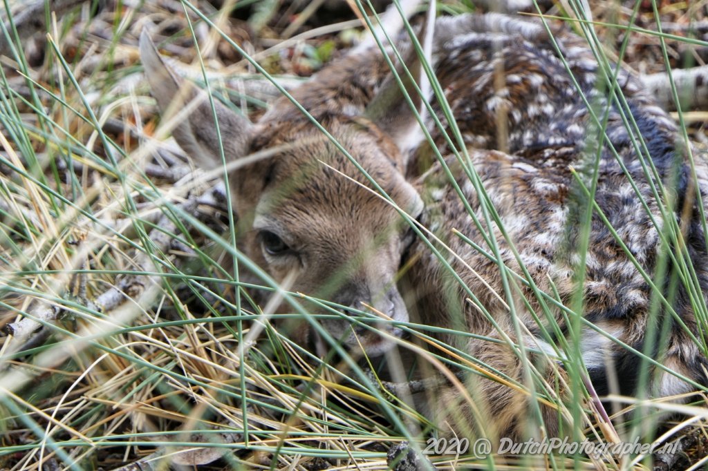 hevestwit's tweet photo. Nieuw leven voor de damherten. #natuur #naturelovers #Photography #NewLife https://t.co/pEXZtQEt9x