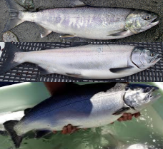 gngfishing's tweet photo. Chum, Pink and Hatchery Coho are now open for catch! Book your salmon fishing charter today! https://t.co/FtHy96Kn1K #gng https://t.co/oUd3zrGAKj