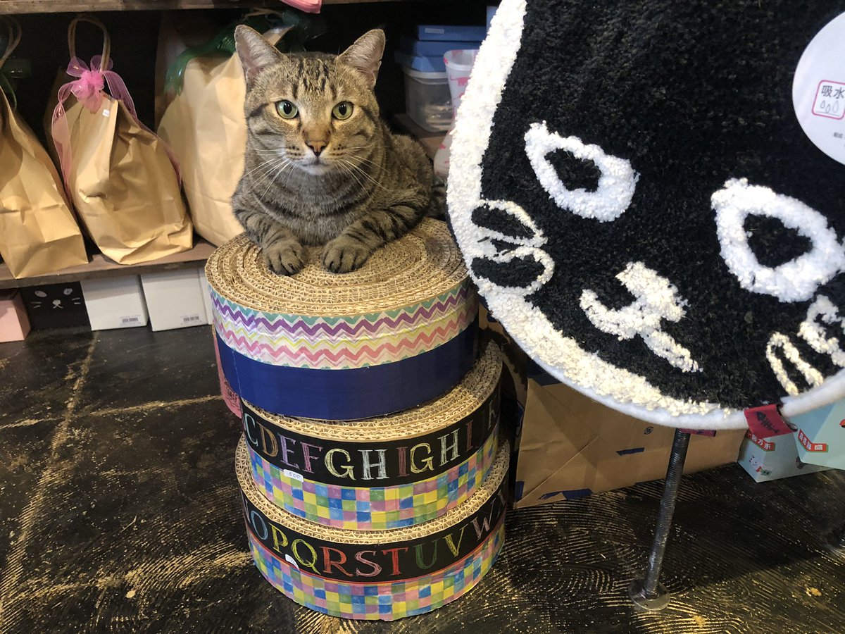猫まる茶屋 على تويتر ジャパネットとら男 トラお勧めの商品はこちら まん丸爪とぎ 毎日研いでも研ぎ味抜群だぜ 商品なので辞めて Tot 沖縄 那覇 国際通り 猫 カフェ 猫カフェ 猫まる茶屋 Japan Okinawa Cat Cafe Catcafe T Co 猫まる茶屋 على تويتر ジャパネットとら男 トラお勧めの商品はこちら まん丸爪とぎ 毎日研いでも研ぎ味抜群だぜ 商品なので辞めて Tot 沖縄 那覇 国際通り 猫 カフェ 猫カフェ 猫まる茶屋 Japan Okinawa Cat Cafe Catcafe T Co