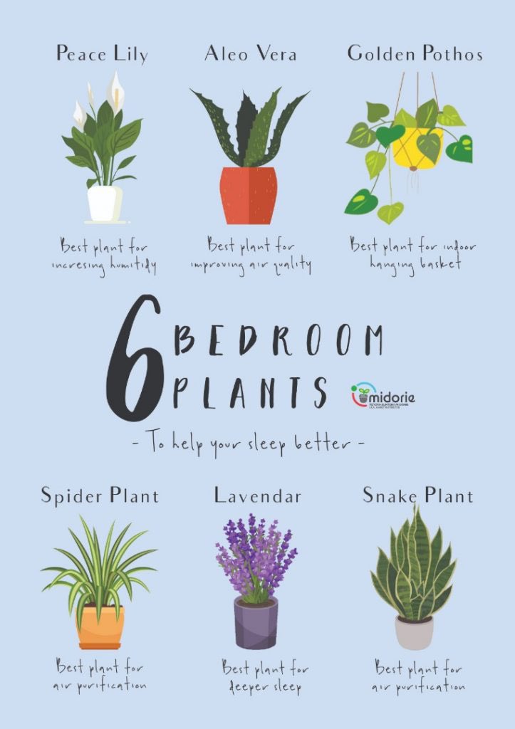 Plants to help you sleep and #airpurifyingplants