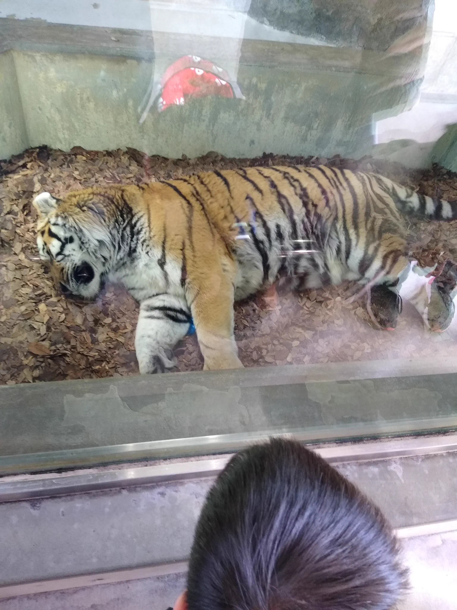 @gashi_lksdsw 以前撮った写真だが、天王寺動物園のトラは寝ている…。 