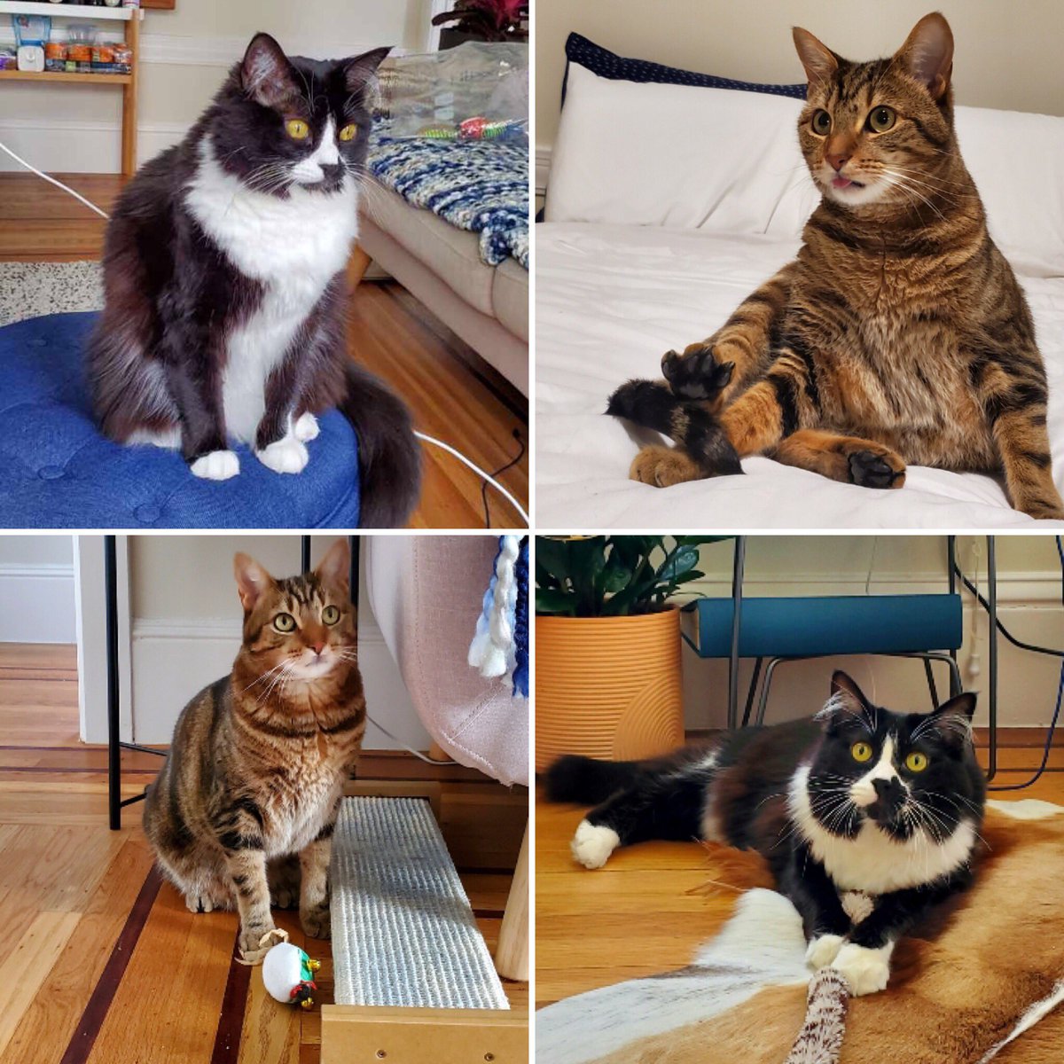 Adoption diarrhoea adoptions easel petalive bladder chew Cat Rescue Or Shelter - The Y Guide