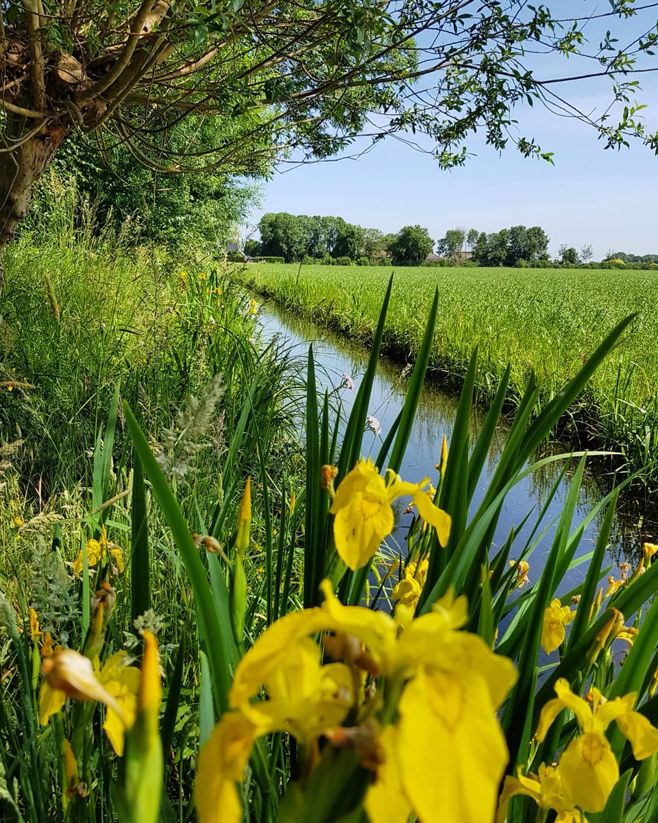DuylsBos's tweet photo. De sloten langs de Hillse kade kleuren geel. Aan de oostkant de gele lis en aan de westkant de gele plomp. Prachtige ouderwetse sloten!
#gelebloemen #gelelis #plomp #geleplomp #sloot #sloten #ouderwets #zoalsvroeger #Altena #natuurlijk #natuurinaltena #natuurbeheer https://t.co/3A8NvOjB2b