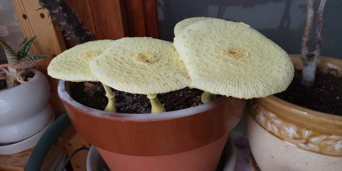 コガネキヌカラカサタケ Hashtag A Twitteren