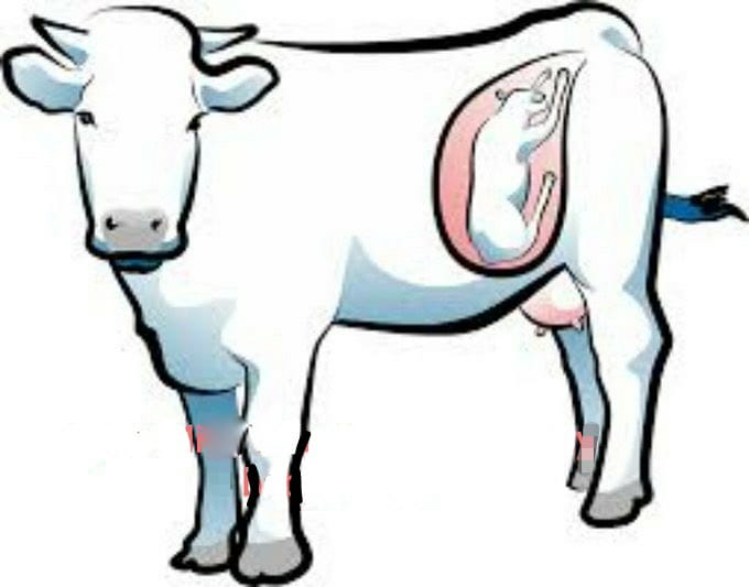kunal_artistic's tweet photo. She just wanted food for her unborn baby. She was bombed. 
#JusticeforNandiniCow
#cowlivesmatter
#JusticeforNandini https://t.co/Bv2JX6RCFm