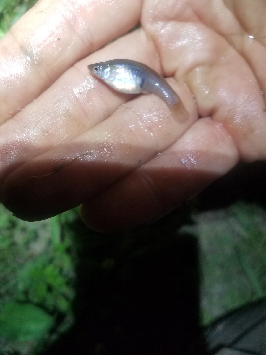 bruisedfriut's tweet photo. Had our first night fishing outing tonight. Was a great time had a few runs, and lost a good sized something in the crankbait. As always @kastkingusa gear.
#Kastkingusa #kastkingforlife #kastkingfamily #fishinglife #fishingfamily #fishing  #fishdayton #fishohio  #everyday #KFNS https://t.co/00IDkk6QND