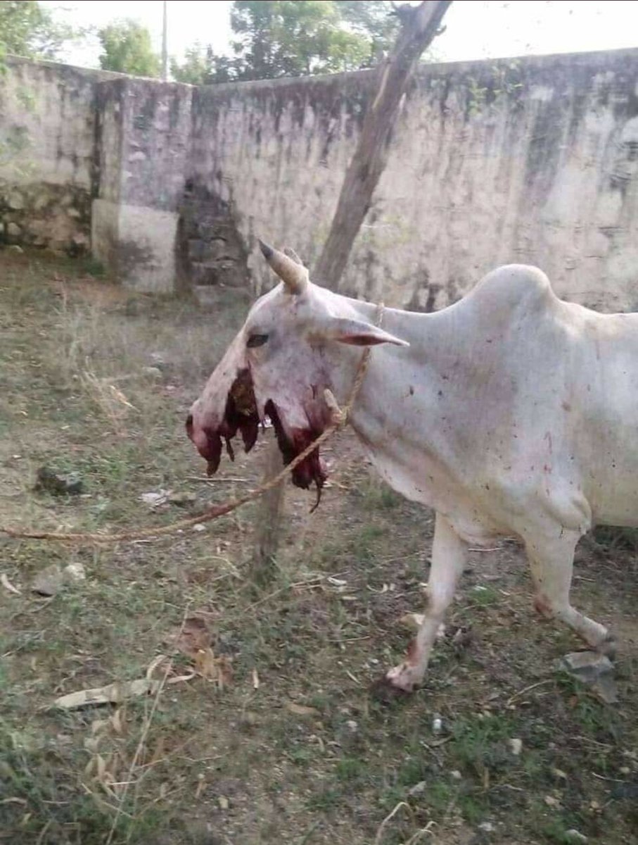 aatmnirbhar_'s tweet photo. This is brutal. Have humans become so inconsiderate?
After Kerela #ElephantDeath due to crackers, now Himachal Pradesh cow suffers as crackers explode in mouth, ripping her jaws apart.
R.I.P Humanity! 
#CowDeath 
Punish the guilty.
#JusticeforNandiniCow https://t.co/KbnJTwO0re