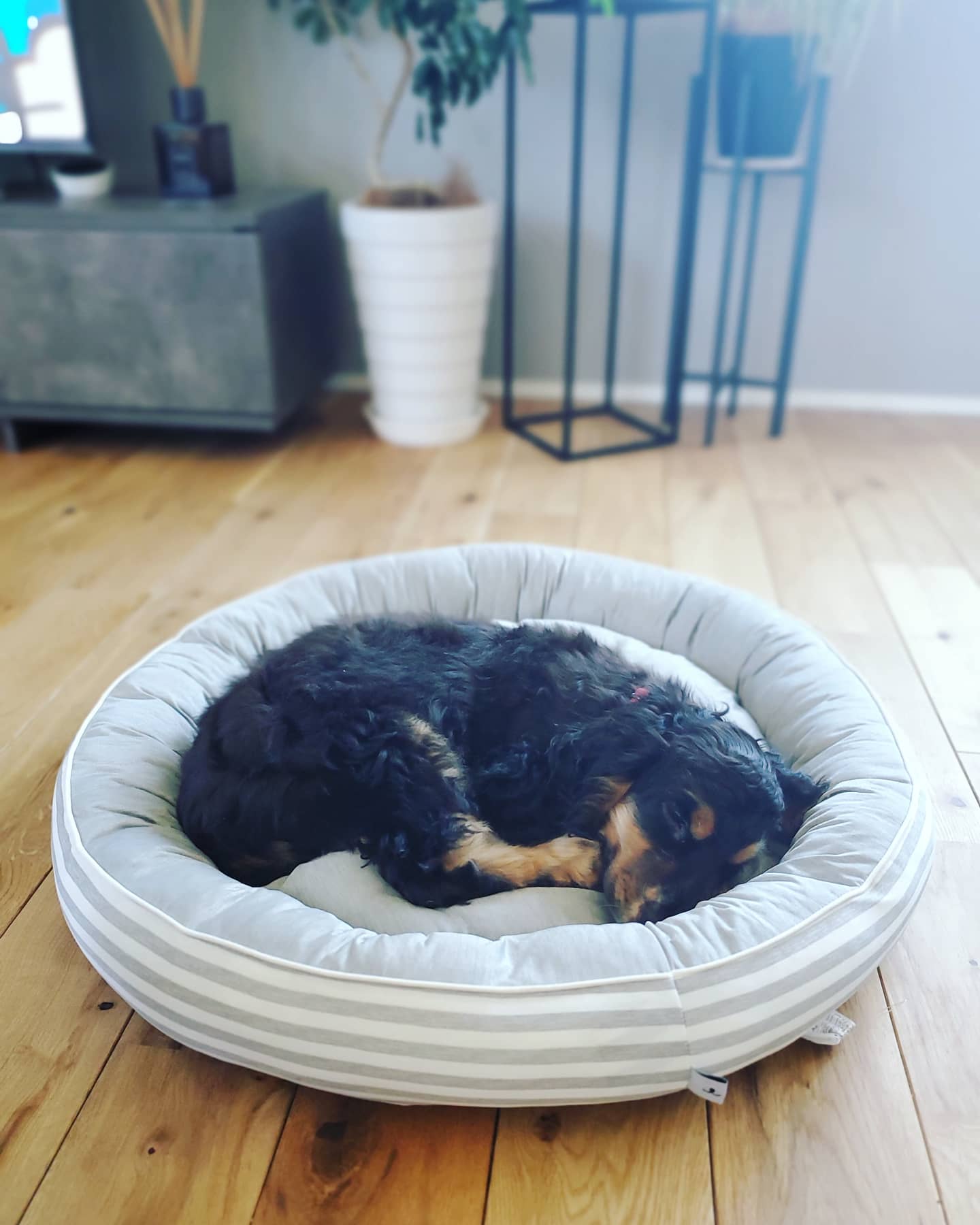 羽純ハナ 夏用のマットレスカバーを買いに行ったニトリで 犬用の冷え冷えベッドを見つけて買ってきました ２つ買えばよかったな 店で見たら大きく見えたけど ２匹じゃ溢れている T Co Fyzntqotk2 Twitter