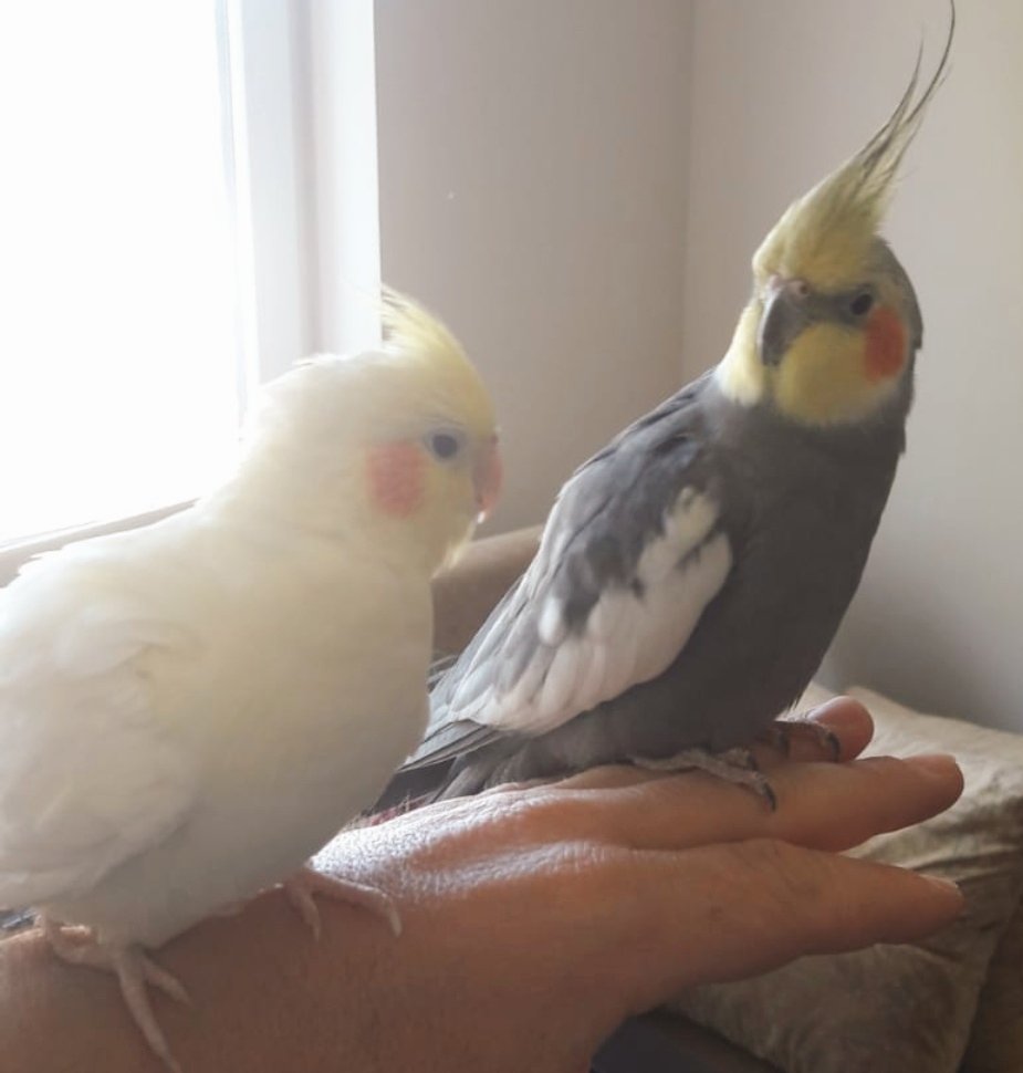 Seviyovum bu sarı davuğu ❤️