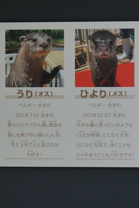 カワウソのtwitterイラスト検索結果 古い順 カワウソのtwitterイラスト検索結果 古い順