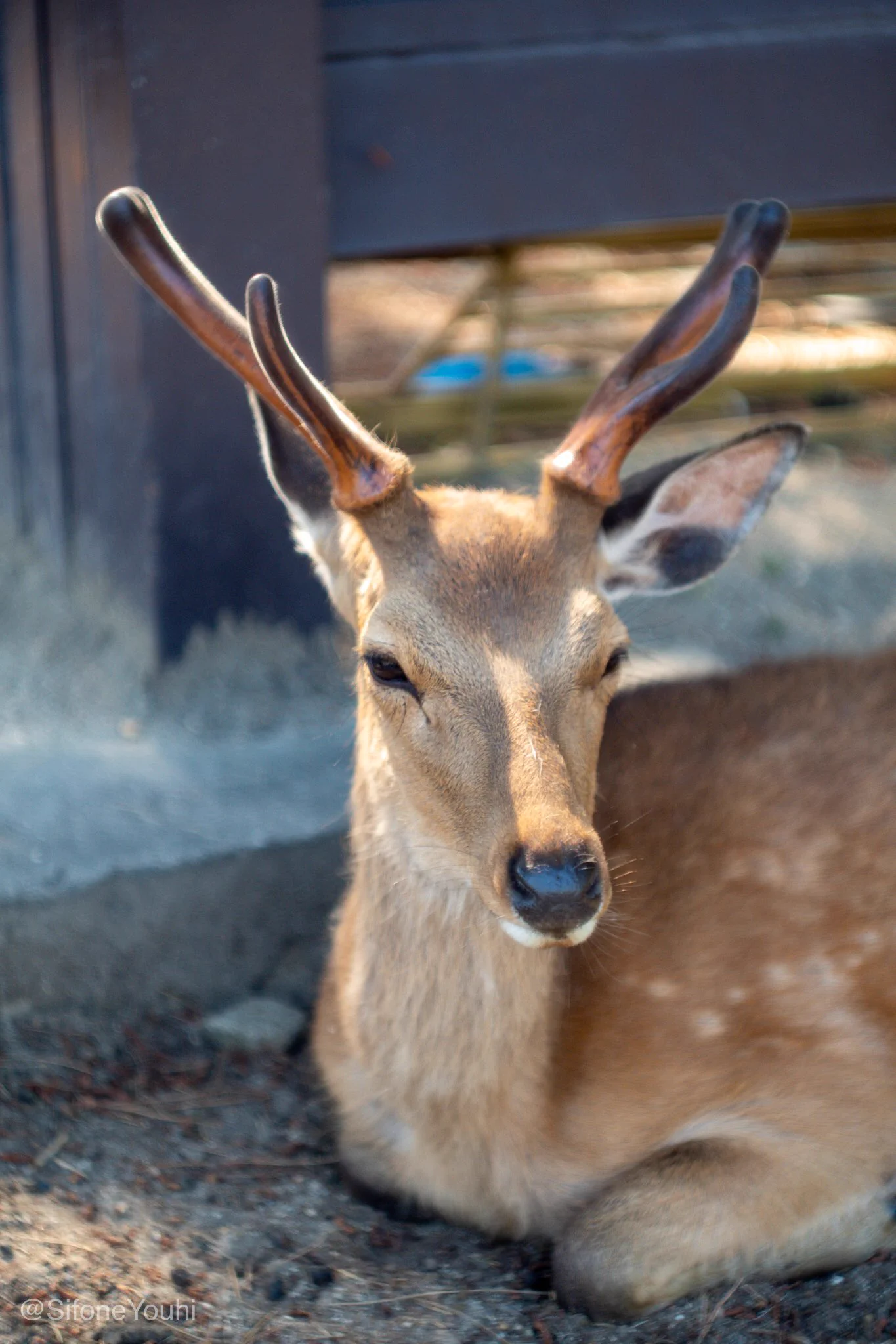 @livedoornews 今日、奈良公園に行ったけど、前と違うと感じたのは、鹿の雰囲気ご穏やかだった事かな。 近くに寄れて撮影できたからね。観光客が多かった時はあまり近づけなかった(煎餅持ってたら別) 