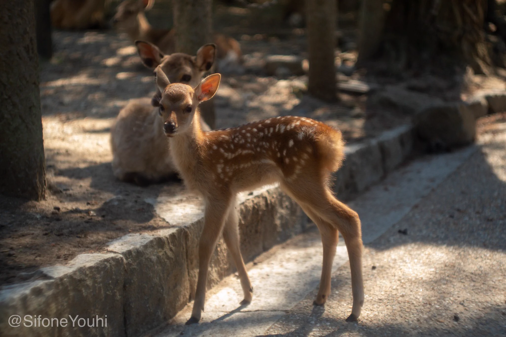 @livedoornews 今日、奈良公園に行ったけど、前と違うと感じたのは、鹿の雰囲気ご穏やかだった事かな。 近くに寄れて撮影できたからね。観光客が多かった時はあまり近づけなかった(煎餅持ってたら別) 