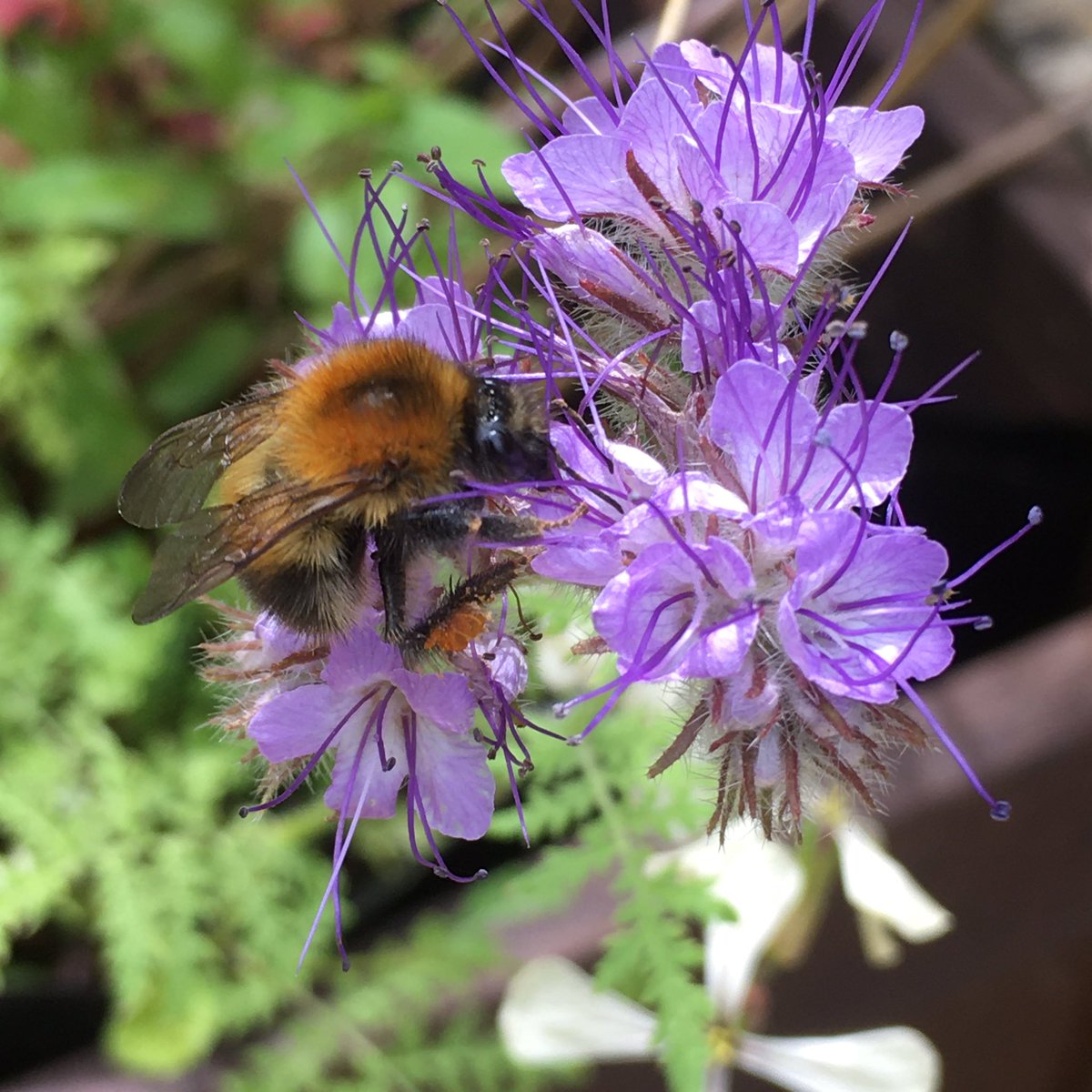 It’s less wet but still wild today. Picking out the pinks and purples in the garden today. As are the bees   #30DaysWild