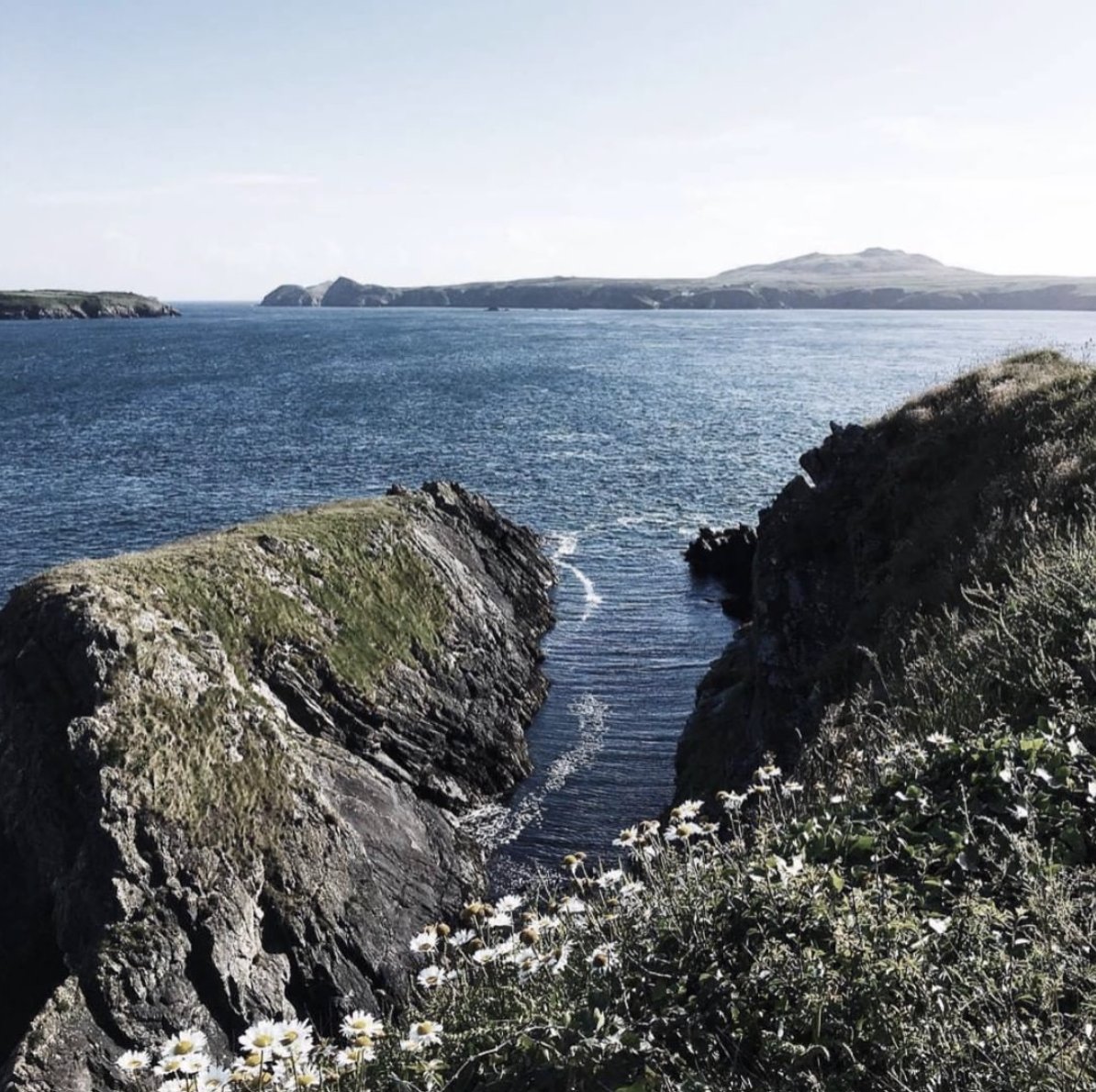 St Davids Gin tweet media