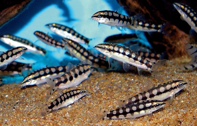 Dwarf Chain Loach also ideal for a #NanoTank. Native to Cambodia, Laos & Thailand. 2 - 2.5  inches max growth. Prefer to live in small groups. Tank should include plenty of plants, rockwork, and driftwood. 

#AquariumTalks #fish #pets #fishtank #fishfacts #Loach #FishKeeping