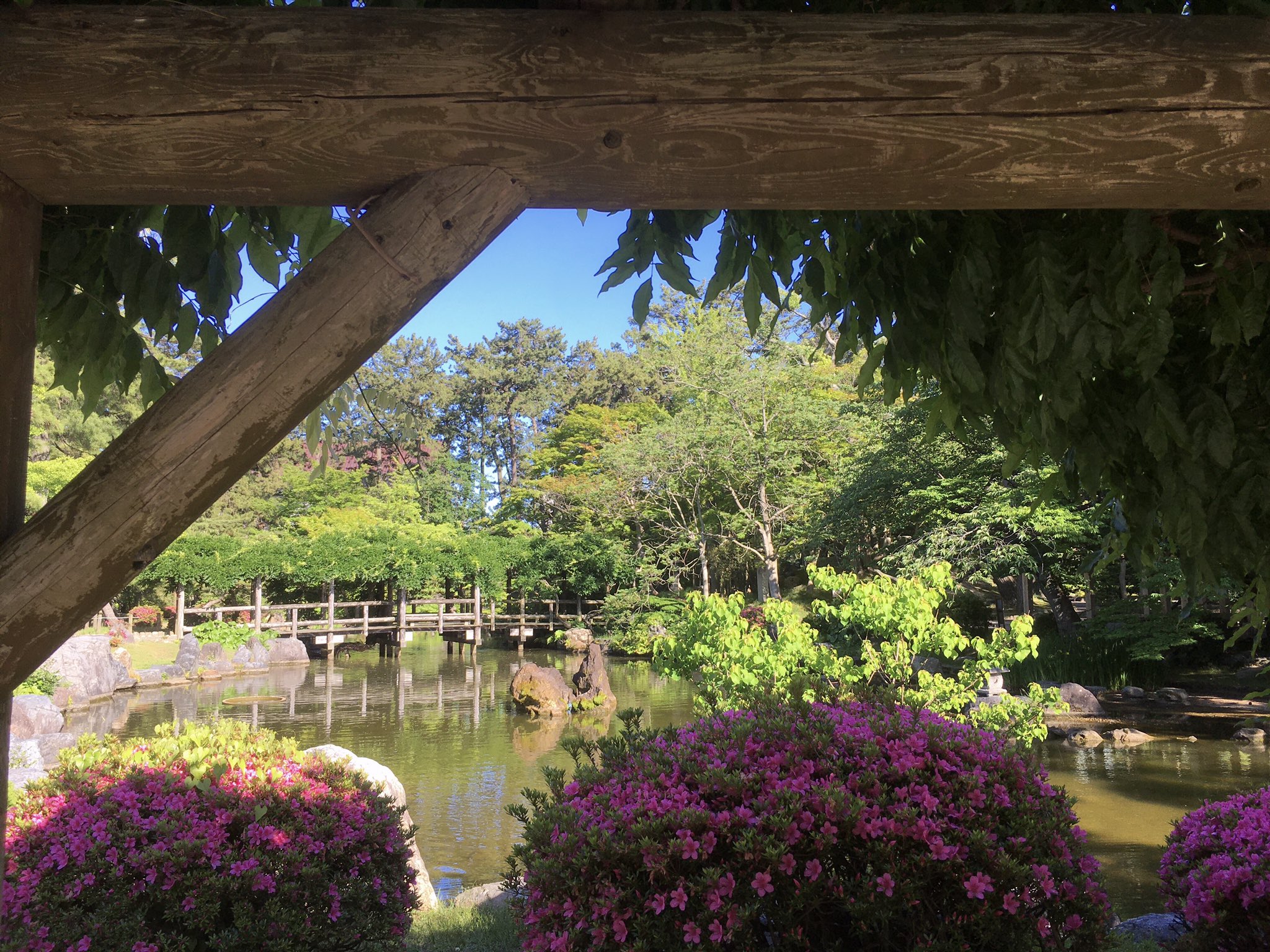 Okapiを探せ 映画 峠 最後のサムライ 観てね 白山公園 映画 言の葉の庭 っぽい 妄想か 新宿御苑行きたいぞ 新潟の旧市街 古町 カミフル ストリートピアノ は7月まではドクター可児さんのお隣 ドクター可児さん喫茶店です です