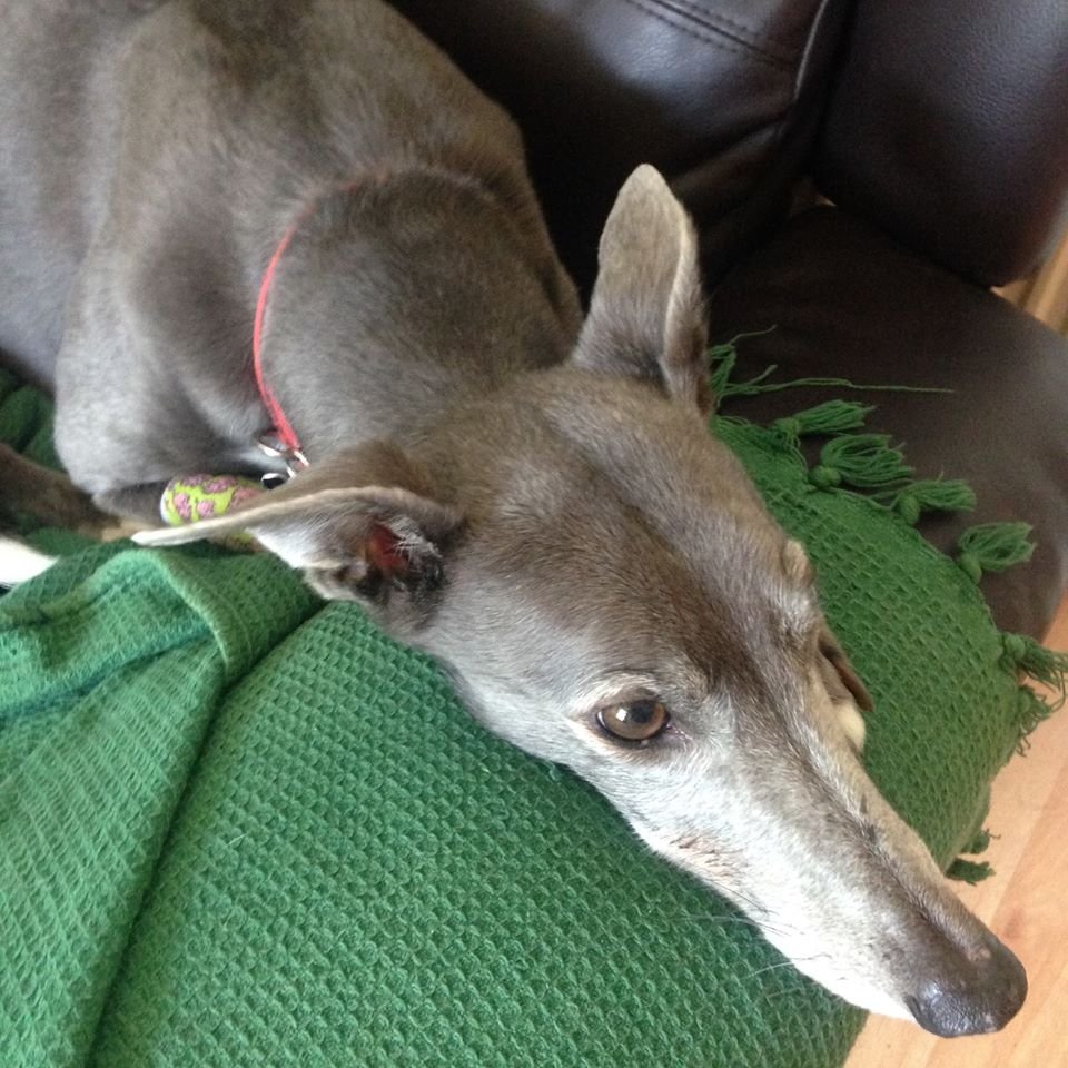 Greyhounds_PZ's tweet photo. Oh Izzy #missizzy https://t.co/PAbdmitHwv