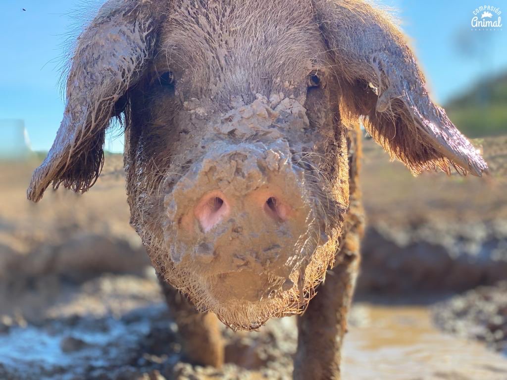 CompasionAnimal's tweet image. Rosa Mari nació en un corral que había en un matadero, pero siendo aún una pequeña cerdita que cabía en la palma de la mano sintió que quería vivir y se escapó de aquel lugar. 

Han pasado 3 años y Rosa Mari sigue despertando cada día sabiendo que su vida le pertenece solo a ella