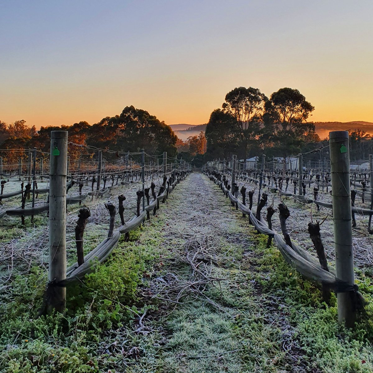 It was a bit nippy this morning here in Tasmania, but beautiful images you will get 🙂
#frosty #tasvegas #coolclimatewines #winelovers #tamarvalleywine
