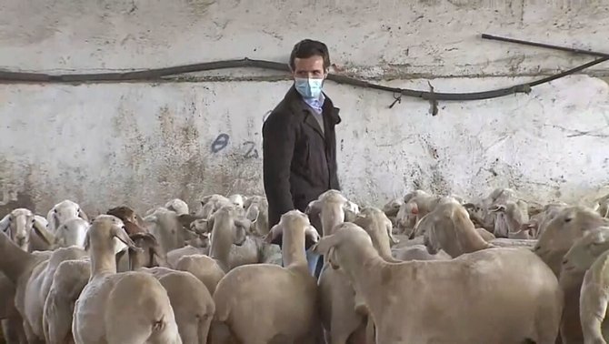 mamonetti's tweet photo. Pablo Casado, el hombre que susurraba a los borregos 🐑 https://t.co/iQdpNC8xsK
