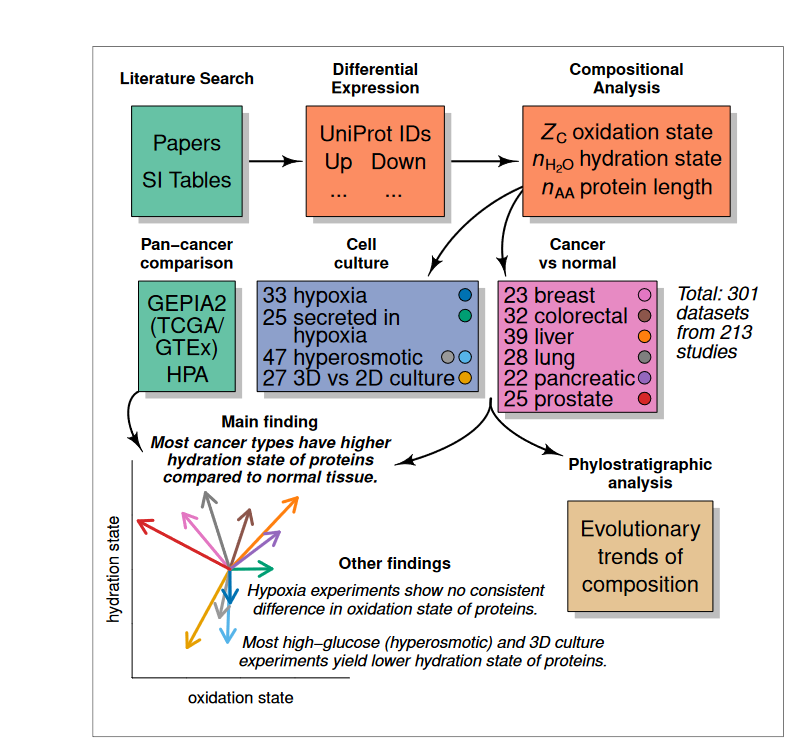 BiswapriyaMisra's tweet photo. Very INTERESTING single author #preprint from Jefferey Dick :
#Water as a #reactant in the differential expression of proteins in #cancer @biorxivpreprint
https://t.co/LvyJHtUAQX
Did Compositional analysis of more than 250 datasets, shows increased water content in #tumors! https://t.co/RmBiMTJILr