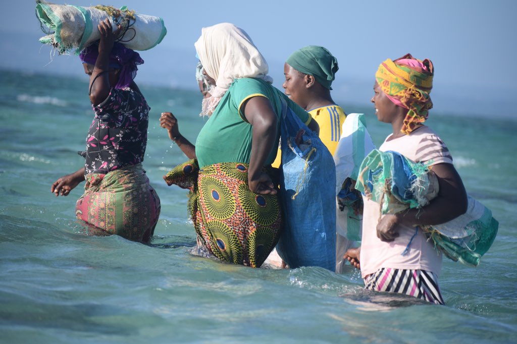 msoapomtwara (@msoapomtwara) on Twitter photo Muendelezo wa Utekelezaji Mradi wa Zao la Mwani( Seaweed) Katika Vijiji Vya Naumbu na Mkungu Kata Ya Naumbu Mtwara V,Picha Zinazoonesha Hatua Ya pili Ya Uvunaji Mwani Ambapo wakina Mama Hawa Huvuna Baharini na Kuweka Kwenye Viroba Tayari Kwa Kusafirisha Kwenye Mtumbwi.
<a href="/OxfamTz/">Oxfam in Tanzania</a> Muendelezo wa Utekelezaji Mradi wa Zao la Mwani( Seaweed) Katika Vijiji Vya Naumbu na Mkungu Kata Ya Naumbu Mtwara V,Picha Zinazoonesha Hatua Ya pili Ya Uvunaji Mwani Ambapo wakina Mama Hawa Huvuna Baharini na Kuweka Kwenye Viroba Tayari Kwa Kusafirisha Kwenye Mtumbwi.
<a href="/OxfamTz/">Oxfam in Tanzania</a>