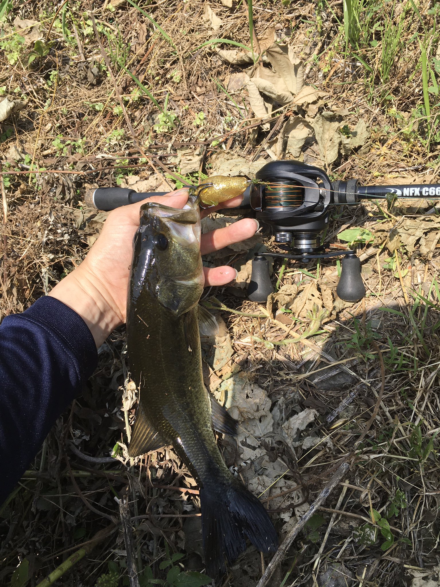 えれごす フロッグやりたくてダチに借りたnfx C66mh アルカンセhsにpe 66lb巻いてフロッグゲーム このロッド良すぎる アルカンセとの相性も抜群にいい ルアーの大きさかかわらず快適 欲しい これ欲しい テッケルで乗らなかったからディープ えれごす フロッグやりたくてダチに借りたnfx C66mh アルカンセhsにpe 66lb巻いてフロッグゲーム このロッド良すぎる アルカンセとの相性も抜群にいい ルアーの大きさかかわらず快適 欲しい これ欲しい テッケルで乗らなかったからディープ