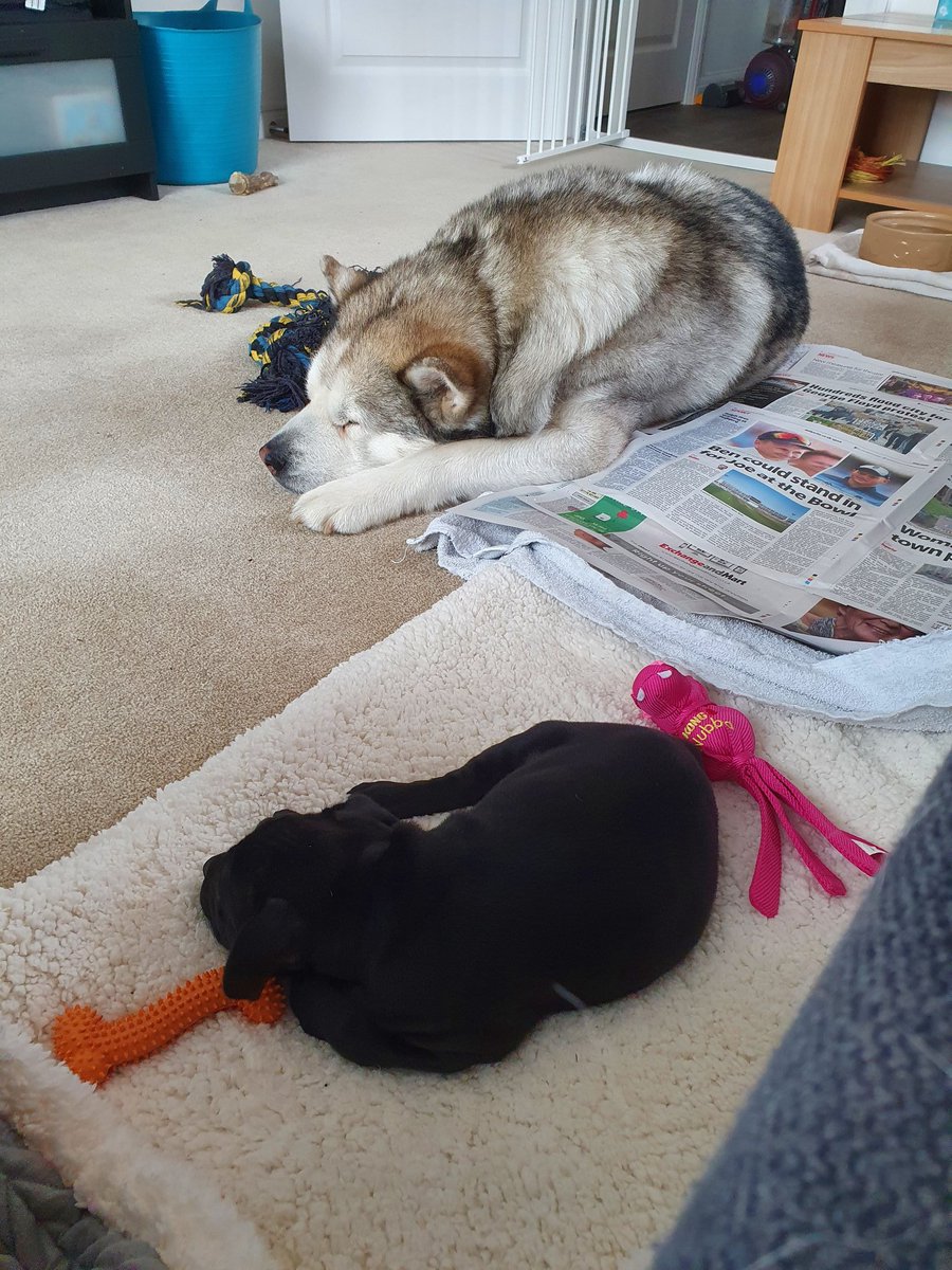 Ani & Porscha tweet media