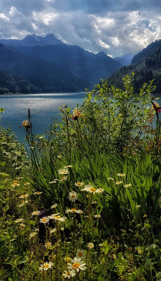 TurismoSauris's tweet photo. A volte i miei occhi si confondono ma è più bello il colore del lago di Sauris con questo riverbero di luce, o i fiori e la natura che lo circondano? Nel dubbio mi faccio abbracciare da questa meraviglia, ph. Luigi Cescut #sauriszahre #sauris365 #SaurisUnaFotoAlGiorno https://t.co/xP2dNh6C1P