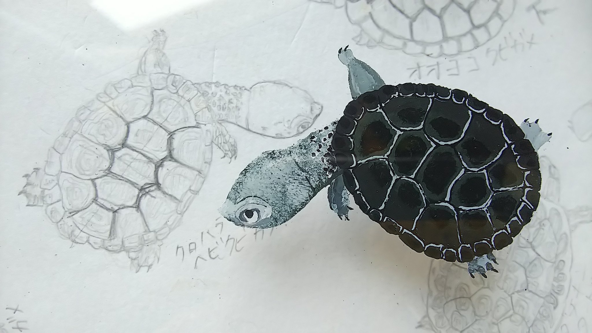 Ri 動物ガラス絵描いてる人 1日1亀 やっと完成クロハラヘビクビガメ めっちゃ好い カッコいいぞ やっぱり描き直して正解だった T Co Pftfi4rklp Twitter