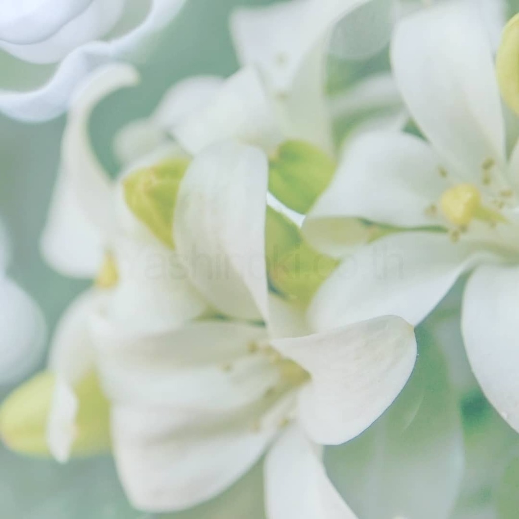 夜香る花