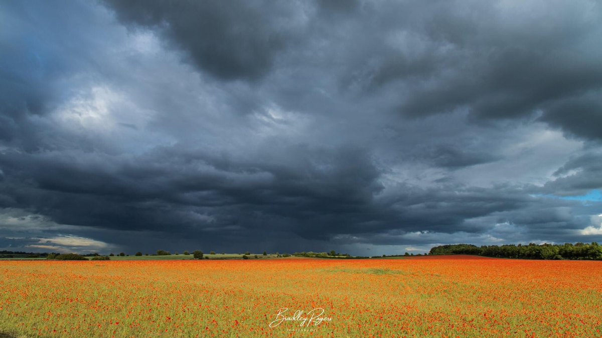 #Condicote #poppyfields