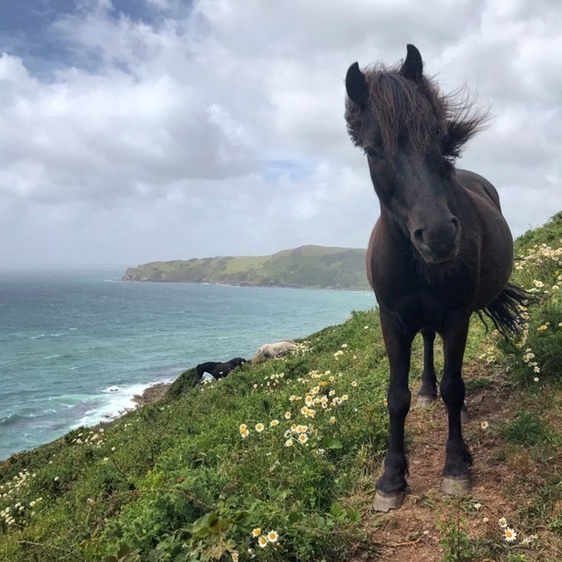 This #pony came to say hello when one of the ranger team at in #Cornwall. What a beauty 😍