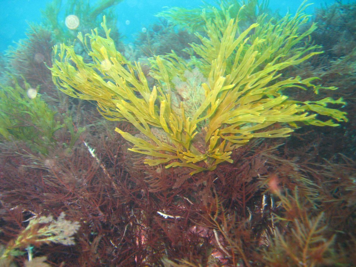 AngelBorjaYerro's tweet photo. Tomorrow is the #WorldOceansDay and I'm happy because I have dedicated my #career (since 1979 in which I started to investigate) to learn from #oceans. Hopefully our #research has been useful for #researchers and #managers around the World https://t.co/IJimU3esRc