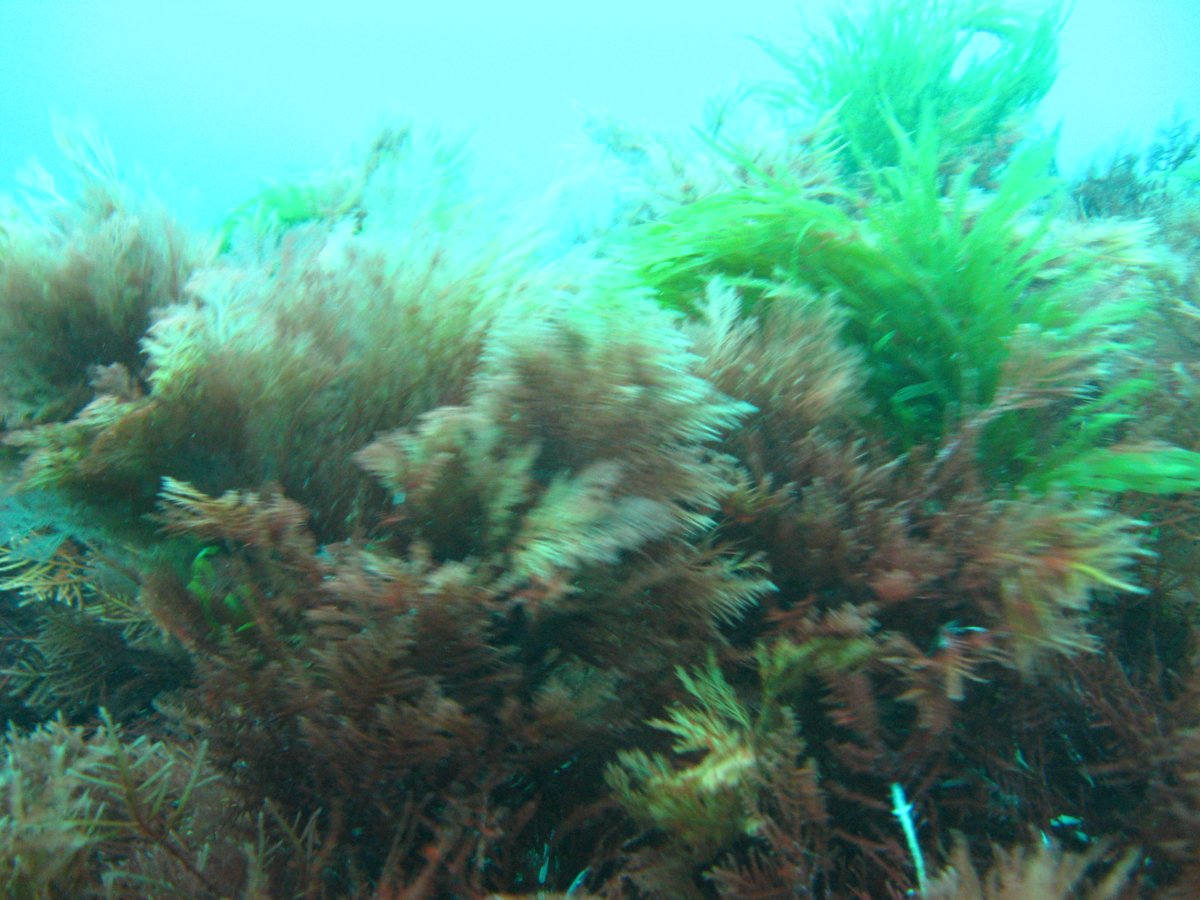 AngelBorjaYerro's tweet photo. Tomorrow is the #WorldOceansDay and I'm happy because I have dedicated my #career (since 1979 in which I started to investigate) to learn from #oceans. Hopefully our #research has been useful for #researchers and #managers around the World https://t.co/IJimU3esRc