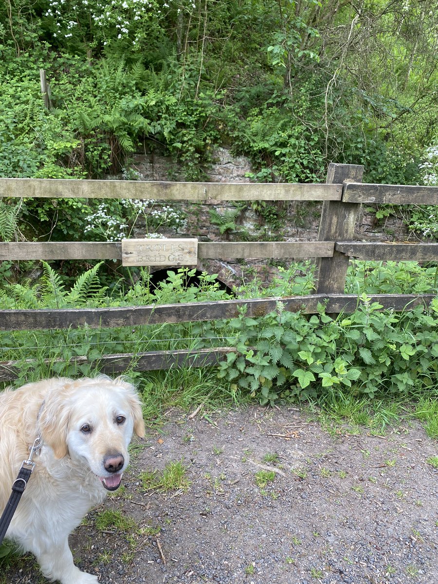 TruePotentialFA's tweet image. Morning walk with Bella @ trolls bridge !! #westhighlandway !