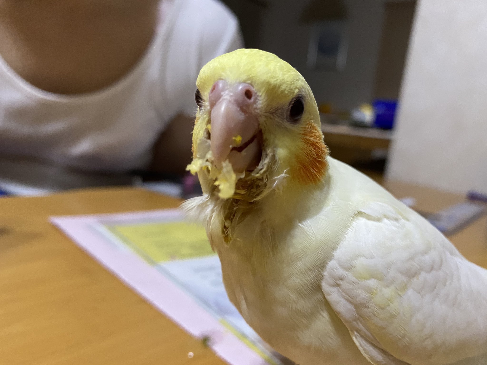オカメインコのたま Okame Tama Twitter