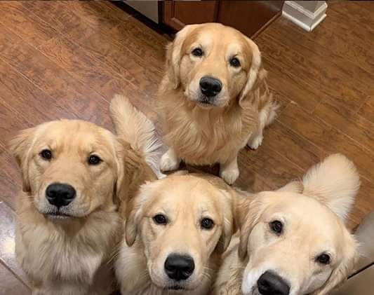 peklex_44's tweet photo. ตะเอ๋! 🐕 https://t.co/5MKeltQp3m