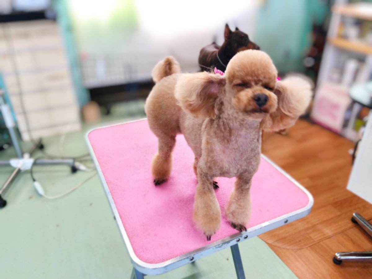 羽田敬太郎 エステサロン繁盛アドバイザー 愛犬 ハナちゃん の ビフォーアフター 夏だからね ちょっと短めに どちらも可愛いんだけどね 笑 トリミングプラザキラキラ さんの加藤先生は ワンコと会話が出来るんです トリミング中は ハナちゃんと