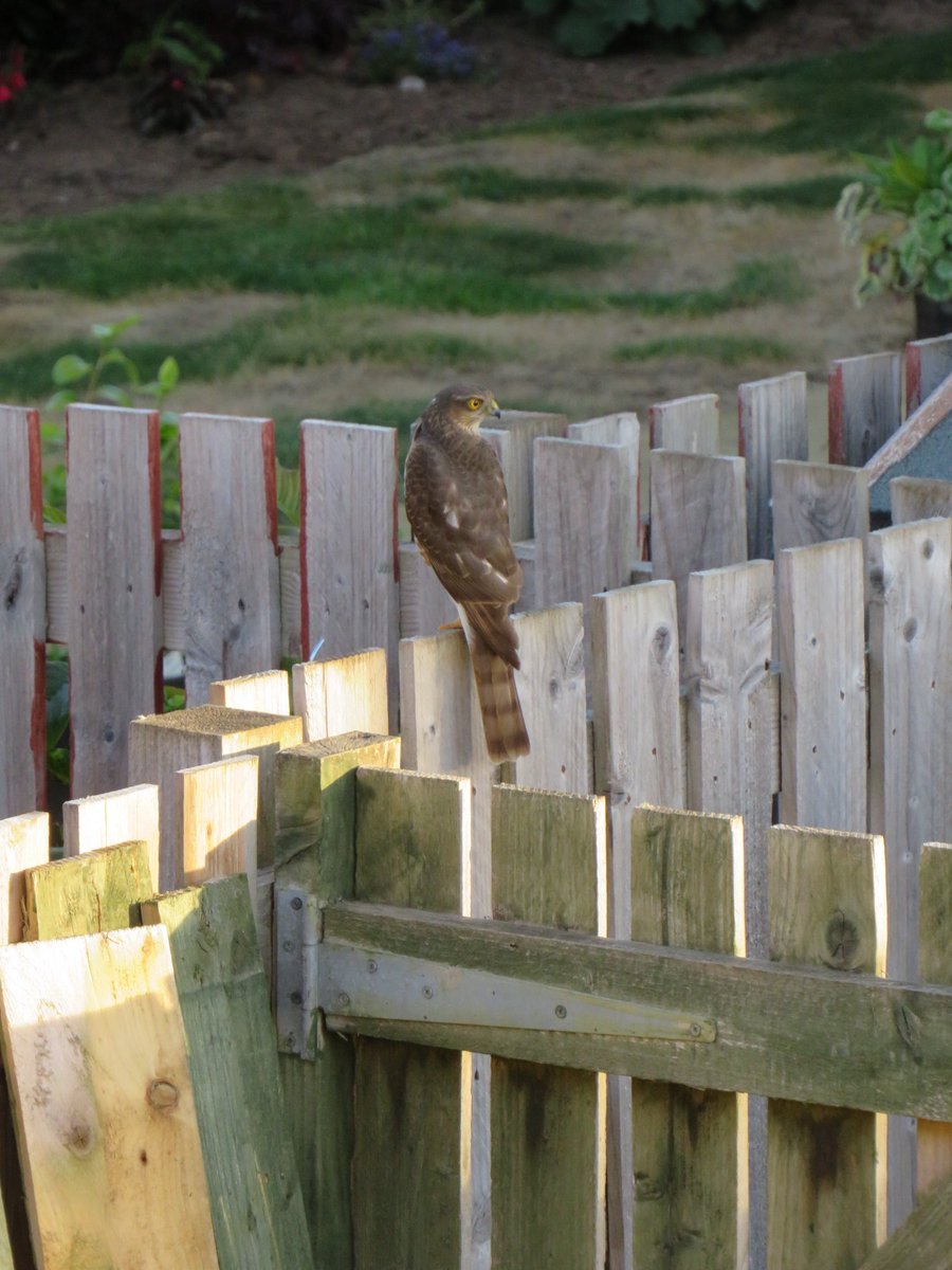 Was up early on Tuesday morning to find this glorious sparrow hawk chilling out on my garden fence in Garforth, Leeds.  #wildlifefrommywindow #30DaysWild 
#sparrowhawk #yorkshirewildlife #garforth #springwatch #Springwatch2020