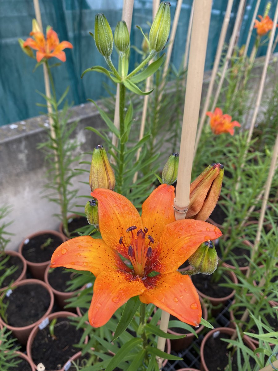 <a href="/keesvanson/">Kees van Son</a> Je had het toch over beschuit met muisjes? Nou hier zijn de eerste nakomelingen van onze kruisingen uit 2019 #roggelelie 👍 misschien wel met een oranjebitter erbij, dit jaar nog meer bloeiende planten 😊<a href="/levendarchief/">@LevendArchief</a> <a href="/rossenaar/">Arnout-Jan Rossenaar</a> <a href="/N2000drenthe/">Natura 2000 Drenthe</a> <a href="/NPDRENTSCHEAA/">Nationaal Park Drentsche Aa</a> <a href="/KatOele/">Karin 🦉📯</a>