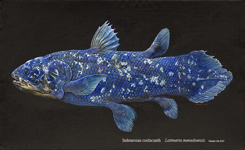 僕のインドネシアシーラカンスは、アクアマリンふくしまの標本がモデル