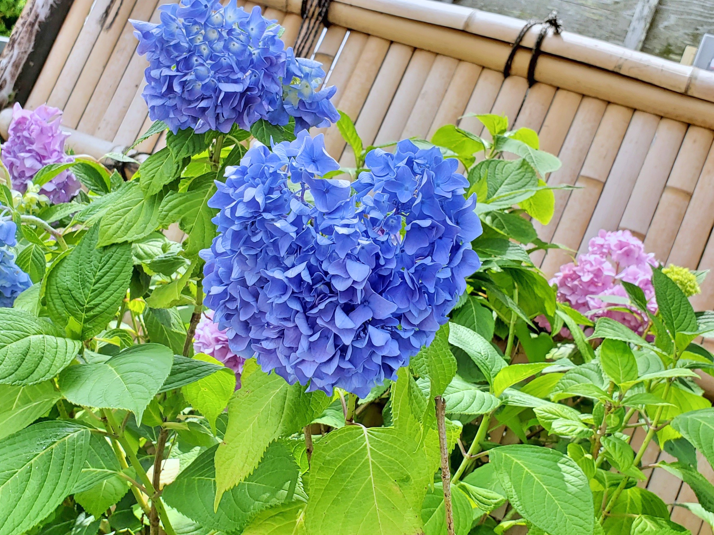 鎌倉なかむら庵 ハートの紫陽花を探せ大作戦 Mission 3 鎌倉 本覚寺編 今年もトイレの近くに咲いているアジサイの中に ハートのあじさいが 今日はスマホで撮りました T Co Ava4sqtc8o Twitter