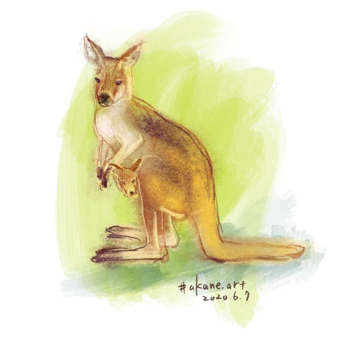 アカカンガルーのtwitterイラスト検索結果 アカカンガルーのtwitterイラスト検索結果