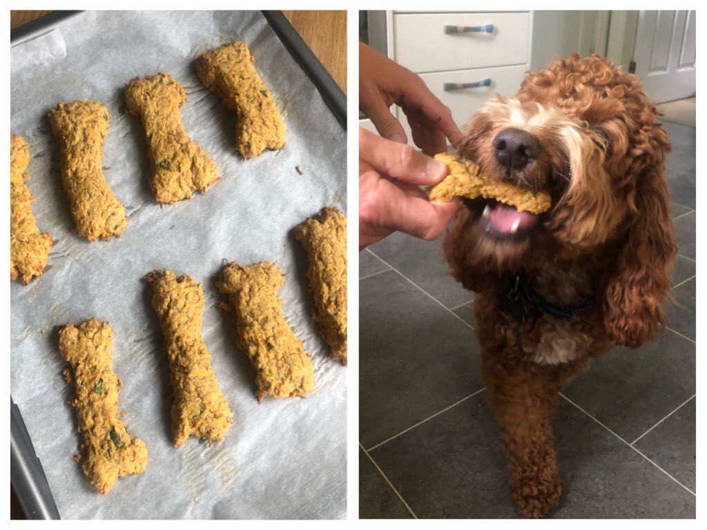 saddleworthbake's tweet photo. First time making homemade dog biscuits & they definitely get the seal of approval from Paolo, our 11 month old cockapoo! Carrot, mint, parsley & peanut butter biscuit bones - great for fresh breath & rich in antioxidants🐶😋 #dogtreats #homemadedogbiscuits #saddleworth https://t.co/AlYBJ6XeNW