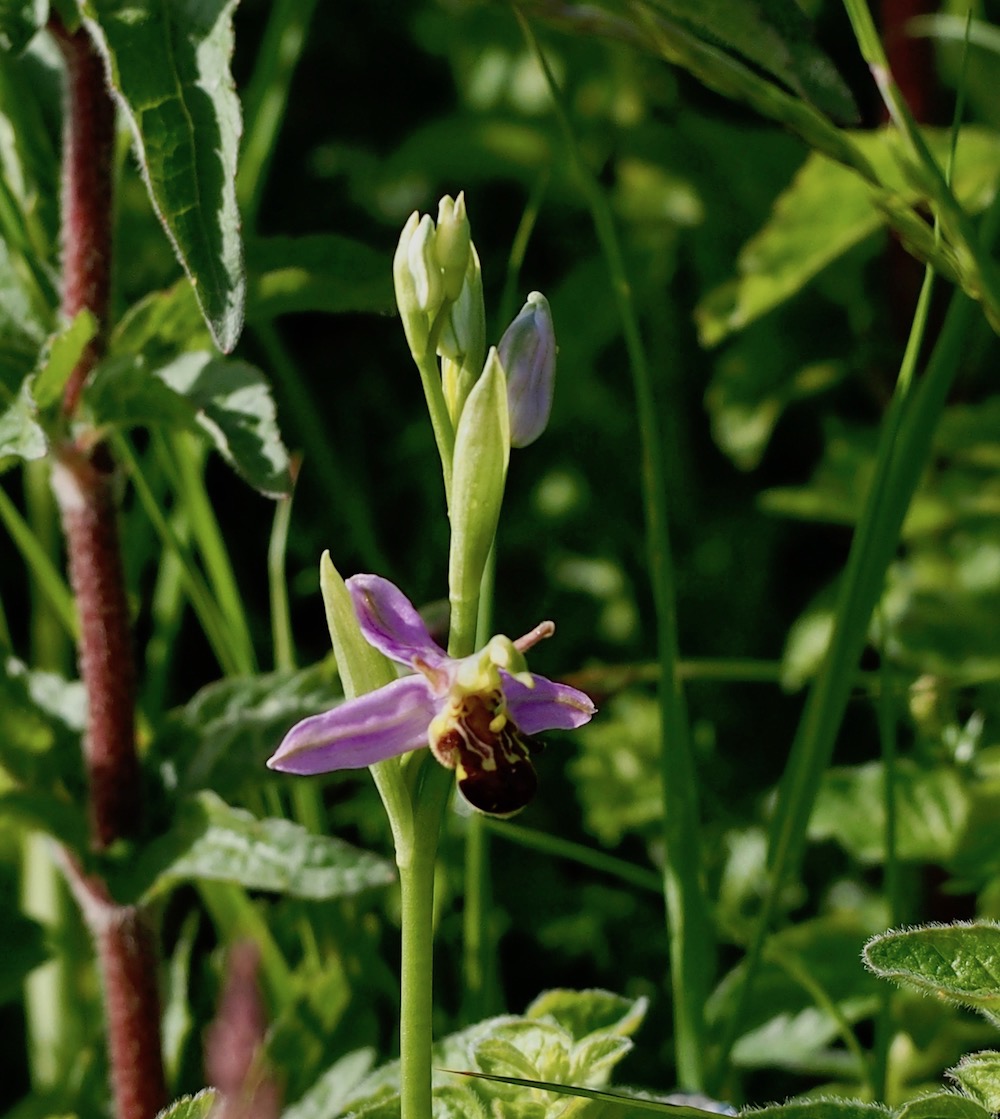 The Bee Orchids have joined the party....