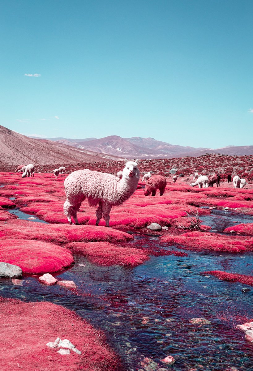 lopedetoledo's tweet photo. Estas imágenes infrarrojas del río Alpaca en Bolivia, tomadas por Paolo Pettigiani, son lo más cuqui que vas a ver hoy. https://t.co/4xymKJH1Ju