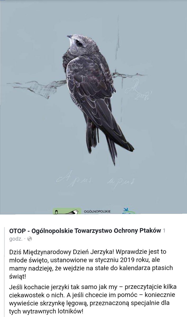 RSuligowski's tweet image. #Jerzyk

Jerzyki, Jureczki to są zarąbiste ptasiory, co żrą komary i inne paskudztwo. Dziś ich święto🥳
Lepiej Jerzyk

Miast komara psikać Raidem
Dla jerzyka miejsce znajdę 

C&apos;nie?
m.facebook.com/story.php?stor…