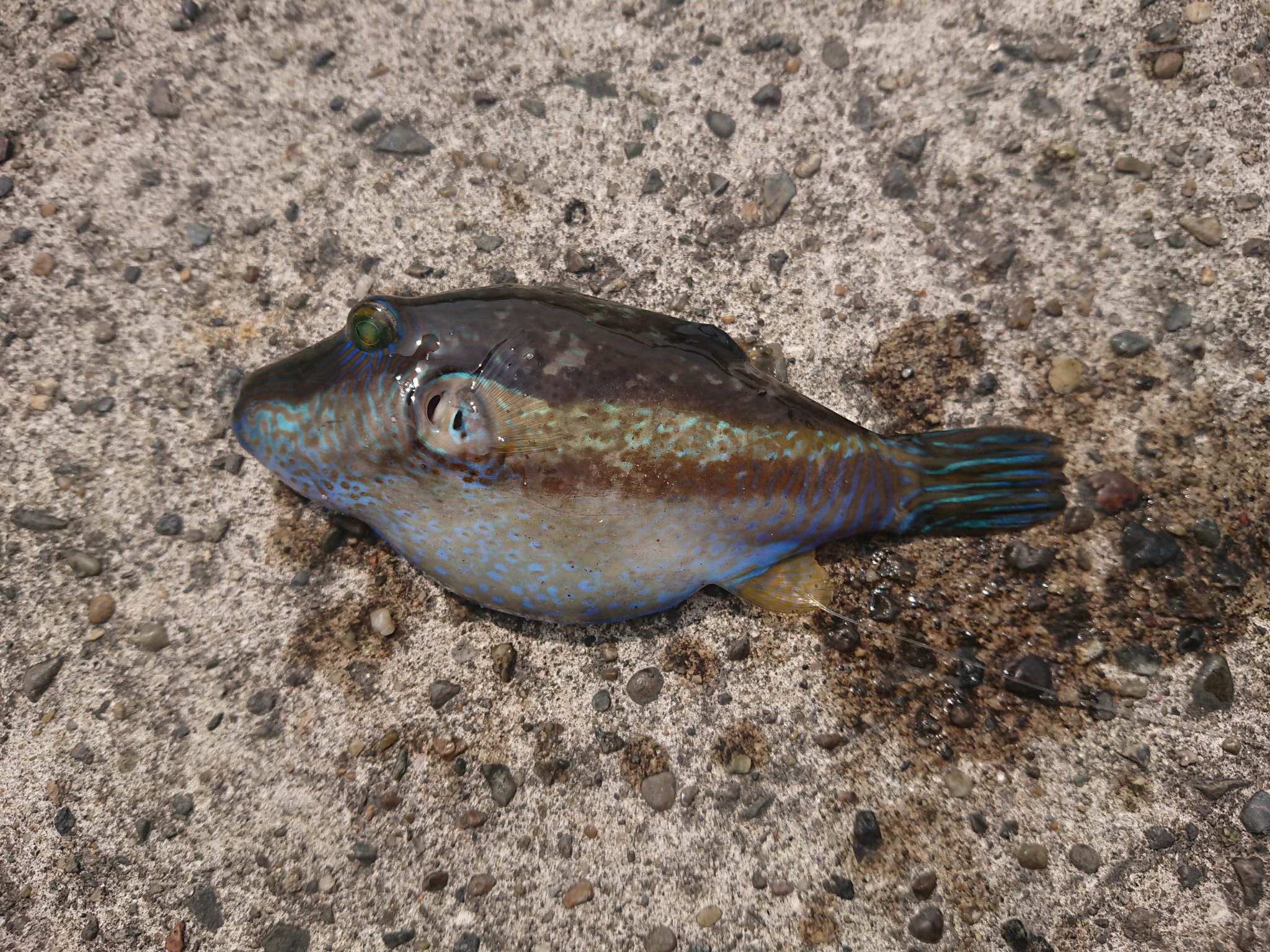 深ちぃ ポンコツ釣り初心者 朝もはよから 三崎港で釣りしてきました 最初に釣れたのは 毒魚のキタマクラw そして 小さなハゼでした その後に イワシが沢山釣れた 毒魚の鬼オコゼも めちゃくちゃ楽しかった で 日焼けして顔が痛い